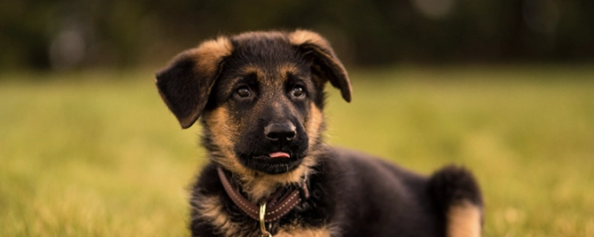 hond-bella