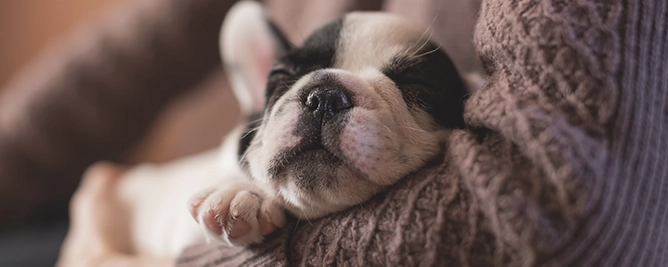 hond-milo